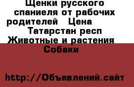 Щенки русского спаниеля от рабочих родителей › Цена ­ 5 000 - Татарстан респ. Животные и растения » Собаки   